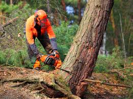 Professional  Tree Services in Croton On Hudson, NY