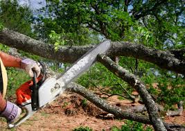 Tree and Shrub Care in Croton On Hudson, NY