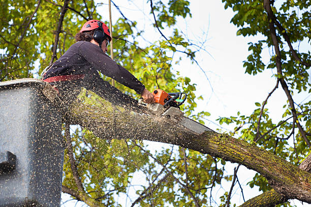 Why Choose Our Tree Removal Services in Croton On Hudson, NY?