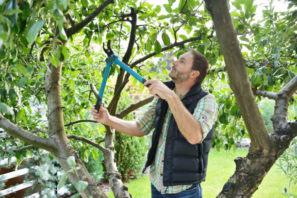 Best Fruit Tree Pruning  in Croton On Hudson, NY